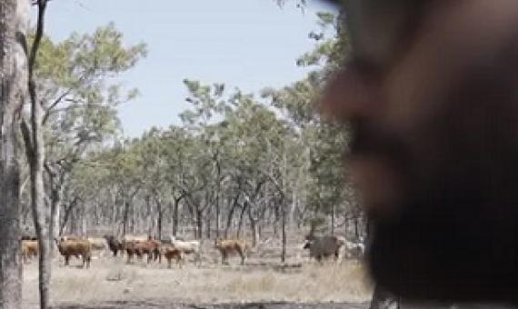 An Indigenous ranger watches feral buffalo. The new SpaceCows program will use AI and satellites to create a virtual replica of how feral herds move through the Top End. Photograph: Seth Seden