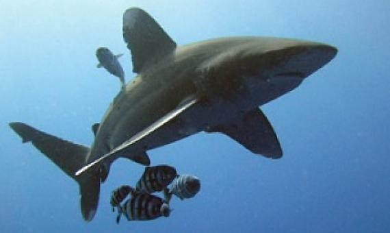 Image credit - Michael Aston/Flickr