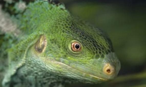 Fijian crested iguana (Malolo Island). San Diego Zoo Wildlife Alliance