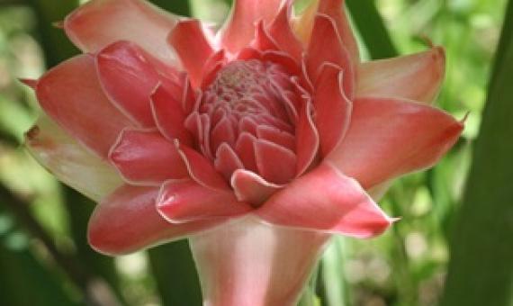 Credit - Rhett A. Butler/Mongabay.