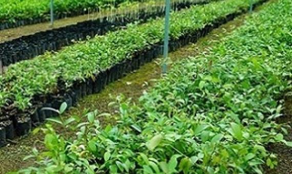 Nursery at MORDI TT headquarters, Haveluloto. 19 May 2021. Credit - www.matangitonga.to