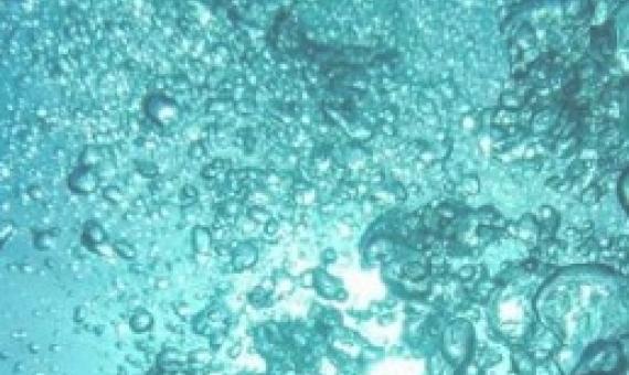 Finding food security underwater. Credit: CC0 Public Domain