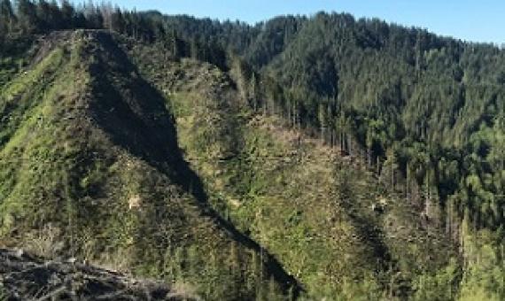 A clear-cut slope in the Elliott State Forest, Oregon.Credit: Matthew Betts
