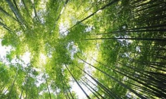 Credit: Unsplash/CC0 Public Domain