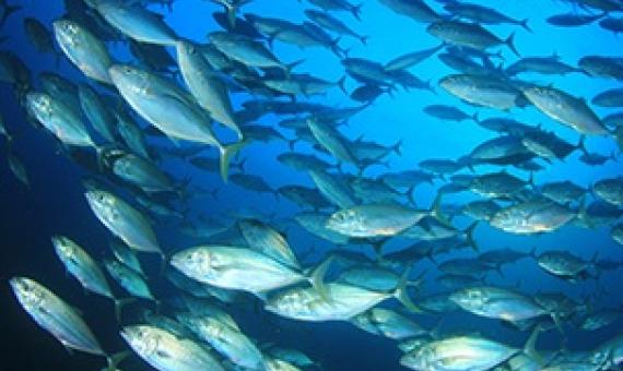 Three Micronesia-based purse-seine operators gain MSC certification. Credit - Bernadette Carreon, www.seafoodsource.com