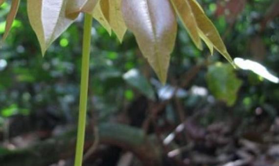Tree seedling starting its life in the rainforest, Peru. Credit: Roel Brienen, University of Leeds