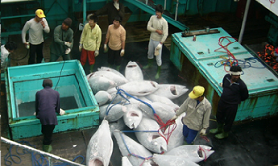 Pacific fisheries observer suspensions extended. Source - https://www.seafoodsource.com/