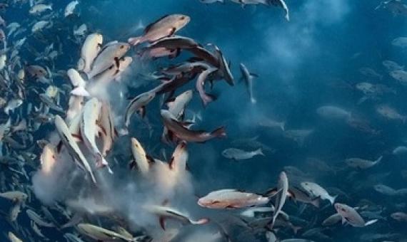 The researchers scoured through an open database of over 50,000 DNA sequences.  (Keystone / Tony Wu / Wildlife Photographer )