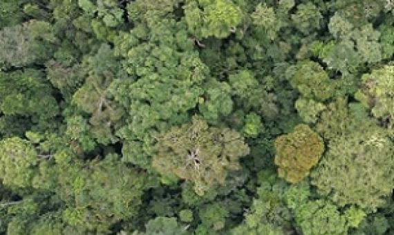 Intact tropical forest in the Congo Basin surrounding a protected area. Credit: Zuzana BuřIvalová