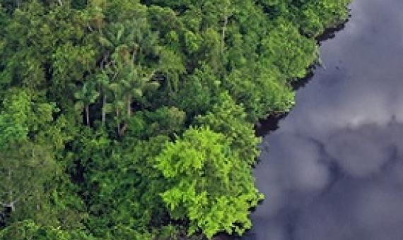 Consider what’s below the canopy, too, when counting up protected forest areas 