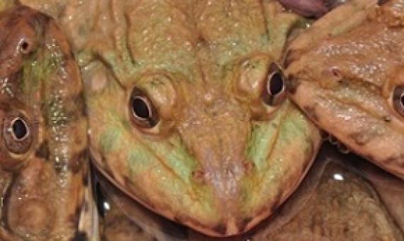 About two million American bullfrogs are imported live to the U.S. from factory farms abroad each year to be eaten. PHOTOGRAPH BY JONATHAN E. KOLBY