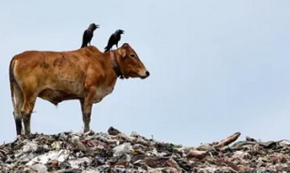 The agreement, to be scrutinised at the Kunming summit, aims to address how to feed the world’s growing population while protecting the environment. Photograph: David Talukdar/REX/Shutterstock