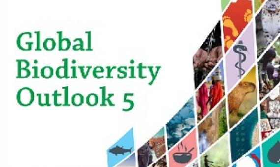 GBO-5 cover. credit - UN Environment