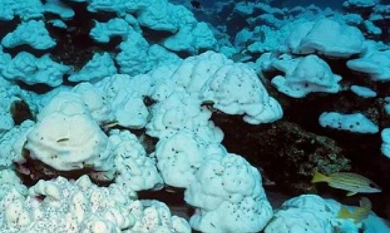 great barrier reef. Photograph: Helmut Corneli/Alamy Stock Photo
