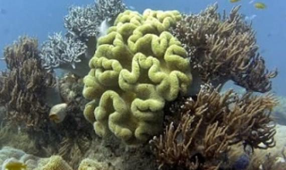 Climate change is driving an uptick in the frequency of "reef disturbances," authors of the report warned. William West/AFP/Getty Images