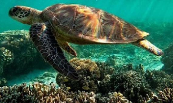 Great barrier Reef, Australia. Credit - Getty Images