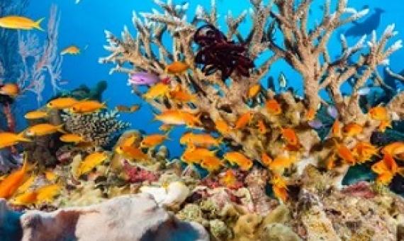 The Australian government will spend $4.7m this year developing technologies that could shade corals and make clouds more reflective. Earlier in 2020 the Great Barrier Reef suffered its third mass coral bleaching event in five years. Photograph: Daniela Dirscherl/Getty Images/WaterFrame RM