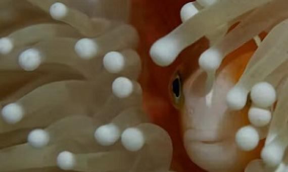 The World Heritage Committee has ordered a scientific inspection of the reef. Shutterstock