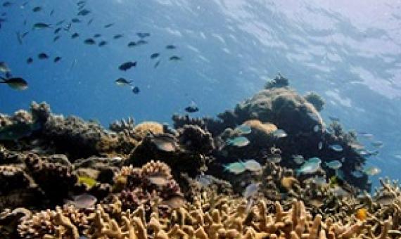 Assorted reef fish swim above a staghorn coral colony as it grows on the Great Barrier Reef off the coast of Cairns, Australia October 25, 2019. Credit - REUTERS/Lucas Jackson