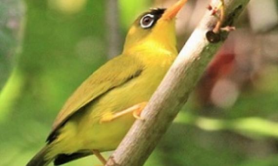 Gizo white-eye (zosterops Iuteirostris) is a species of birds in the Zosteropidae family. Credit - https://www.solomonstarnews.com/
