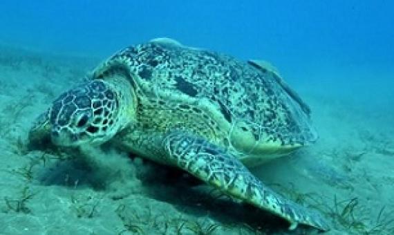 Green turtle. Credit -  Joe Bunni/Gamma-Rapho/Getty Images