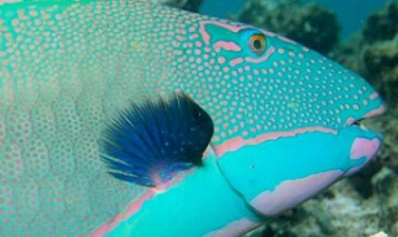 source - https://www.fbcnews.com.fj/