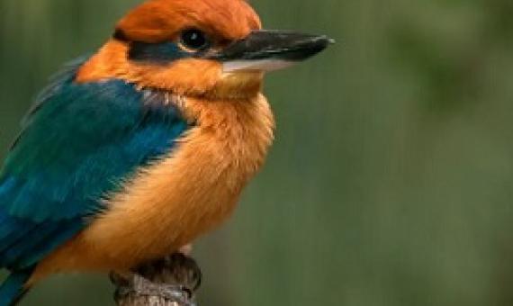The Guam Kingfisher, Todiramphus Cinnamominus, which the Chamorro people call sihek. Photograph: RGB Ventures/Alamy