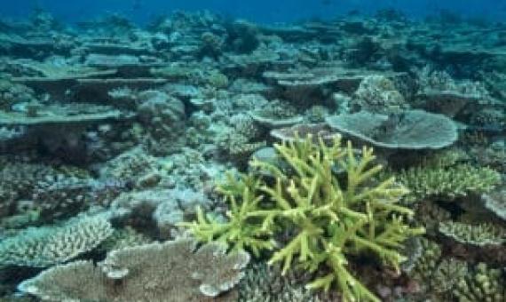 The Global Reef Expedition provided the data needed to model and map coral reef health and resiliency across the South Pacific. Credit - Jurgen Freund/iLC