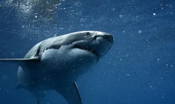 Many of Australia’s iconic ocean species such as great white sharks are international migrants found in over 100 countries. Credit - Shutterstock