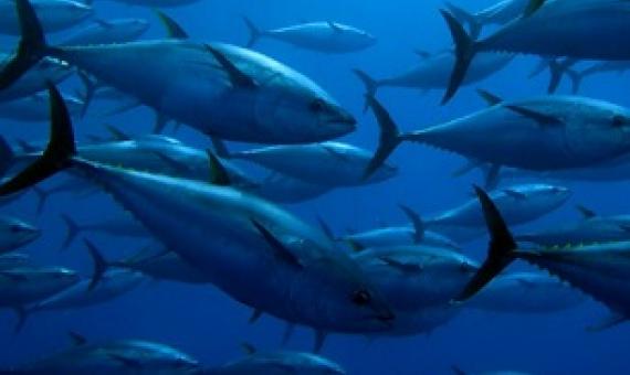 YellowfinTuna. Credit - Guido Montaldo/Shutterstock