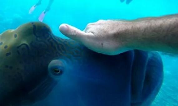 Divers disturbing humphead wrasses' habitat. Credit -  Joel Scanlon / EyeEm / Getty Images