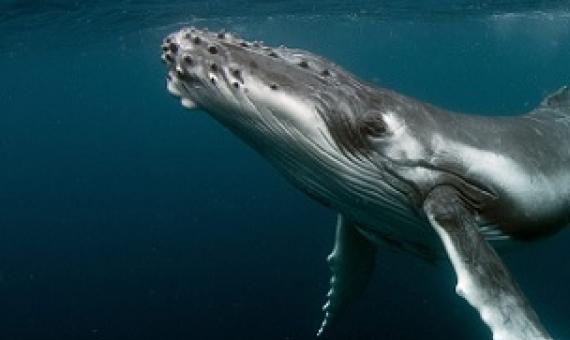 Humbpach whale. Credit - Tomas Kotouc/ Shutterstock.com
