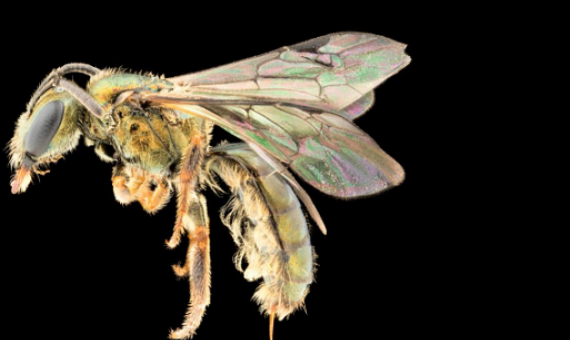 Homalictus terminalis is found only within 95 meters of Mount Batilamu’s peak. Image by James Dorey/Flinders University nature photographer.