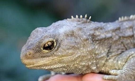 Tuatara survive only on a few offshore islands and in sanctuaries. Credit: Shutterstock/Ken Griffiths
