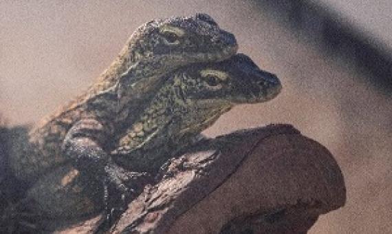 Credit - https://phys.org/