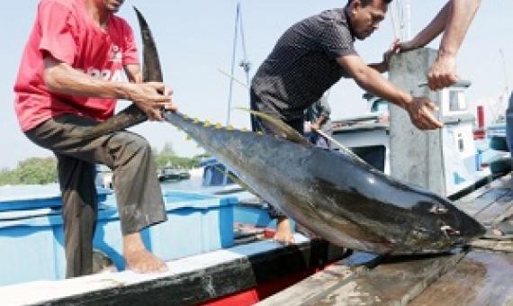 Fishermen unload a tuna from a boat in Bandah Aceh, Aceh. Source - https://www.thejakartapost.com/