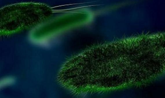 How the world can prevent emerging infectious diseases and protect food security. Credit: Pixabay/CC0 Public Domain