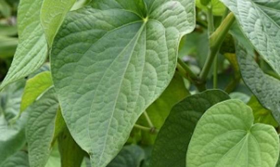 ava Māori - the veins on the leaf radiate out from the base. Photo: Melina Etches
