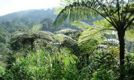 Species-rich tropical forest at Mount Halimun Salak National Park at the island of Java, Indonesia. Credit: Leipzig University / Alexandra Muellner-Riehl