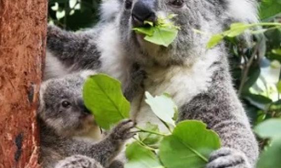 Climate change and biodiversity loss are now often referred to as the ‘twin crises’ facing the global financial system. Photograph: Lisa Maree Williams/Getty Images