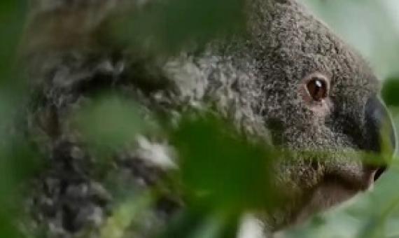 Laws set up to protect unique species and habitats are ineffective, a review of the national environmental framework has found. Photograph: Joel Carrett/EPA