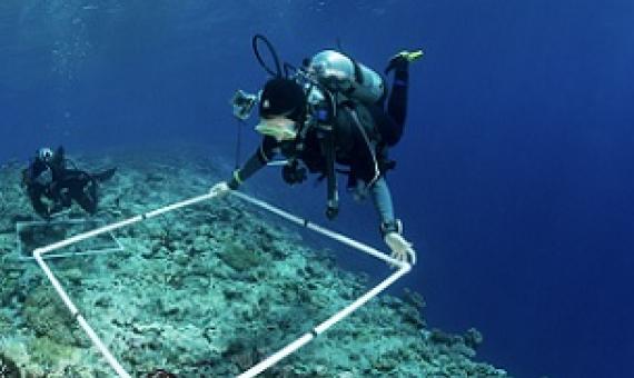 Scientists of the Living Oceans Foundation surveying corals of the Great Barrier Reef, Australia. Credit - KSLOF