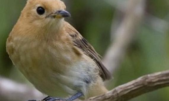 The recovered Kākerōri, also known as the Rarotonga Flycatcher. Credit - https://www.cookislandsnews.com/