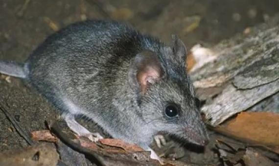 The Kangaroo Island dunnart is among 113 species that need assistance after the bushfires, a government-convened expert panel says. Photograph: Natural Resources Kangaroo Island