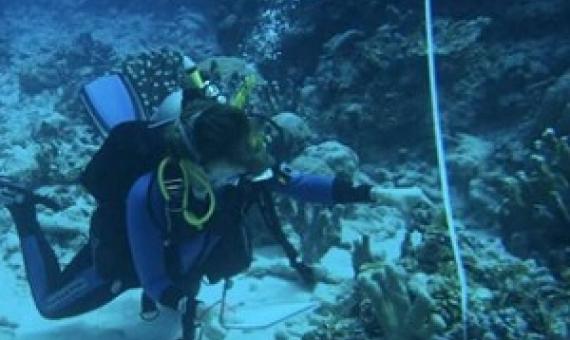 209  13  Share  Email  Home Biology Plants & Animals Home Biology Ecology AUGUST 11, 2021  'Sticky questions' raised by study on coral reefs by University of British Columbia  PhD candidate Sara Cannon conducting surveys in Abaiang. Credit: Dr. Simon Donner