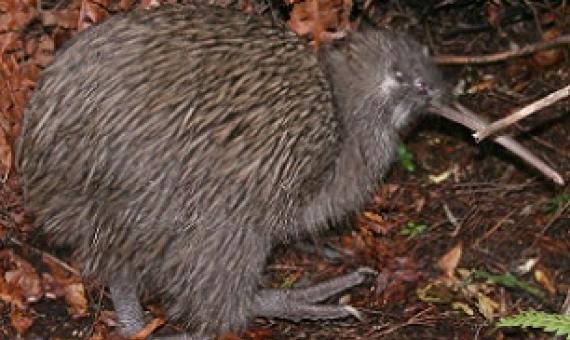 New Zealand Kiwi. Credit - wikipedia.com