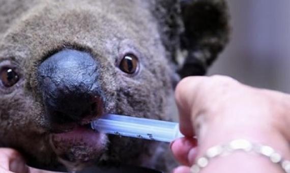 A koala bear being fed. Photo - AFP