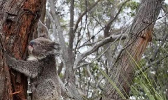WWF-Australia says the proposal to allow landholders to clear up to 25 metres from their fence line will fragment forests and make it even harder for koalas to get around. Photograph: Lisa Maree Williams/Getty Images