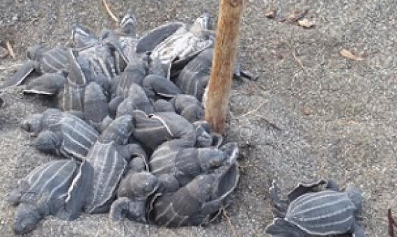 Hatchlings emerge from a relocated nest. Scientists estimate only one in 500 to 1,000 hatchlings will survive to adulthood and reproduce. Image courtesy of Deasy Lontoh.