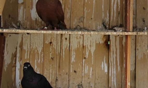 Credit: Pixabay/CC0 Public Domain